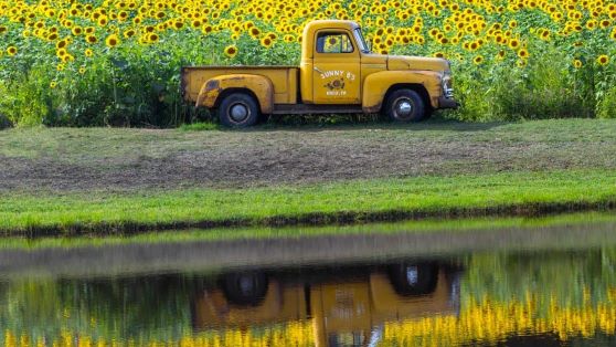 photo of a sunflower field by small river
